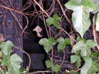 012 Schönfeld Károly